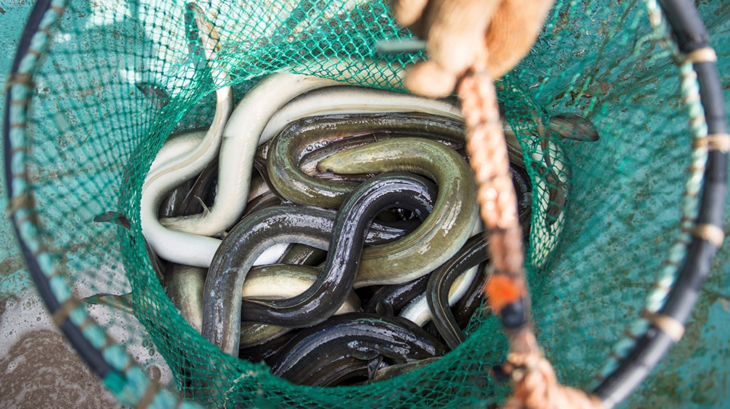 Fokus läggs på ett falskt narrativ om att ålens öde huvudsakligen vilar i kraftbolagens händer, medan det svenska yrkesfisket efter ål är litet och obetydligt, skriver debattörerna.