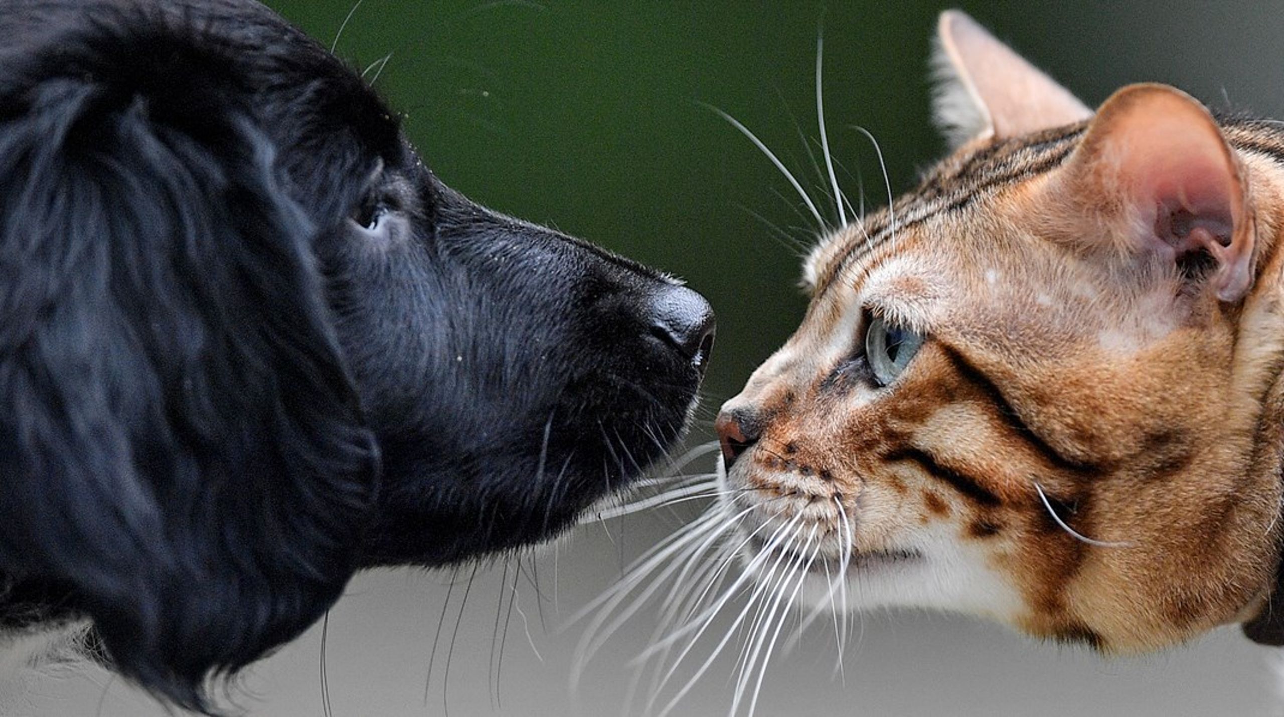 ”Vi har nu tagit ett första steg ut ur detta otidsenliga tänkande för att börja möta upp mot den kunskap vi har om djuren i dag.”