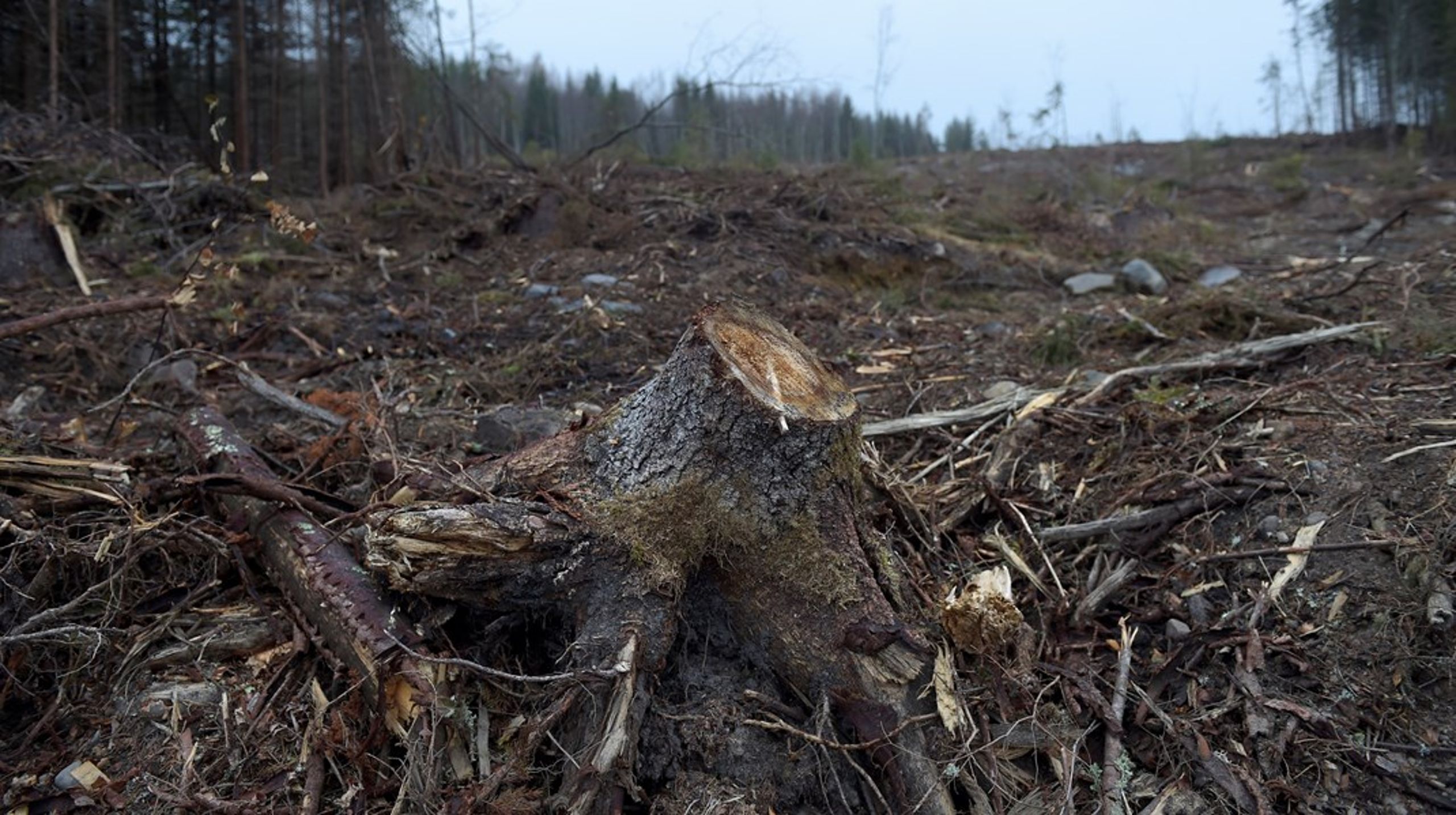 ”Att Sverige mitt under brinnande klimatkris kalhugger våra sista naturskogar för att elda upp dem som biobränslen och kortlivade pappersprodukter är vansinnigt.”