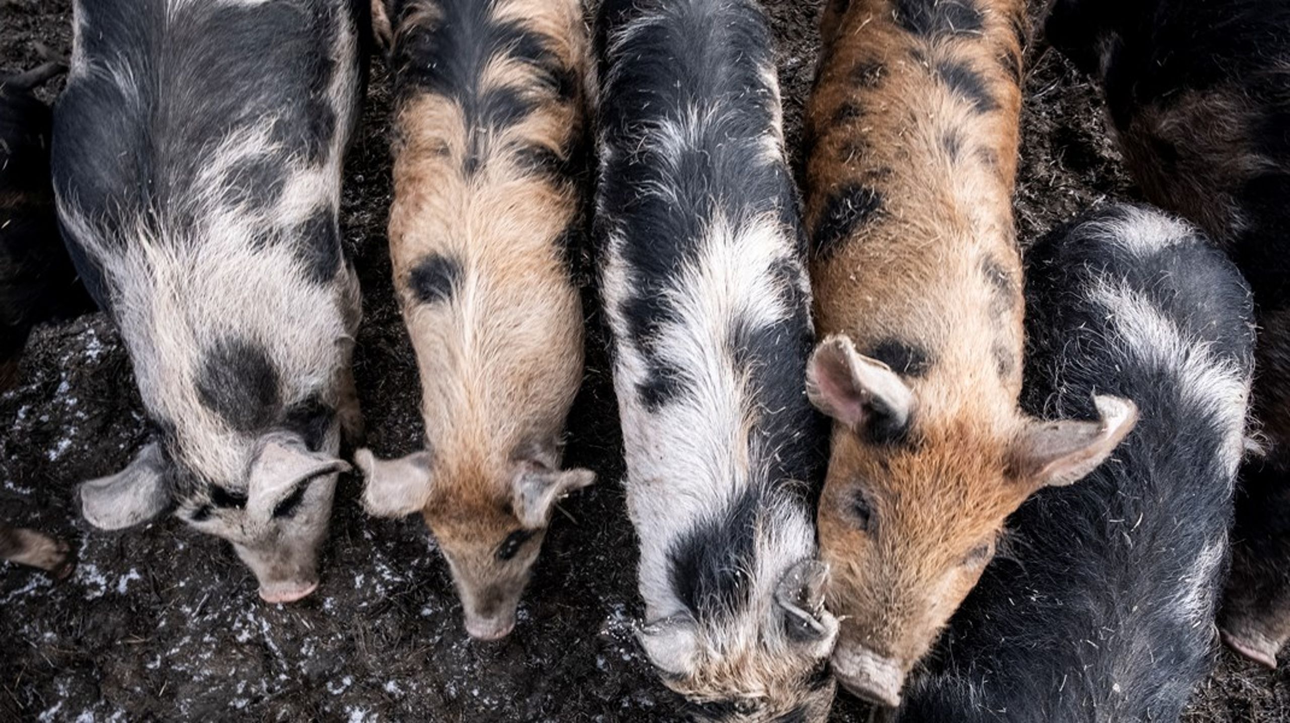 EU-kommissionen måste göra allt i sin makt för att undvika brister i djurhållningen, skriver debattören.