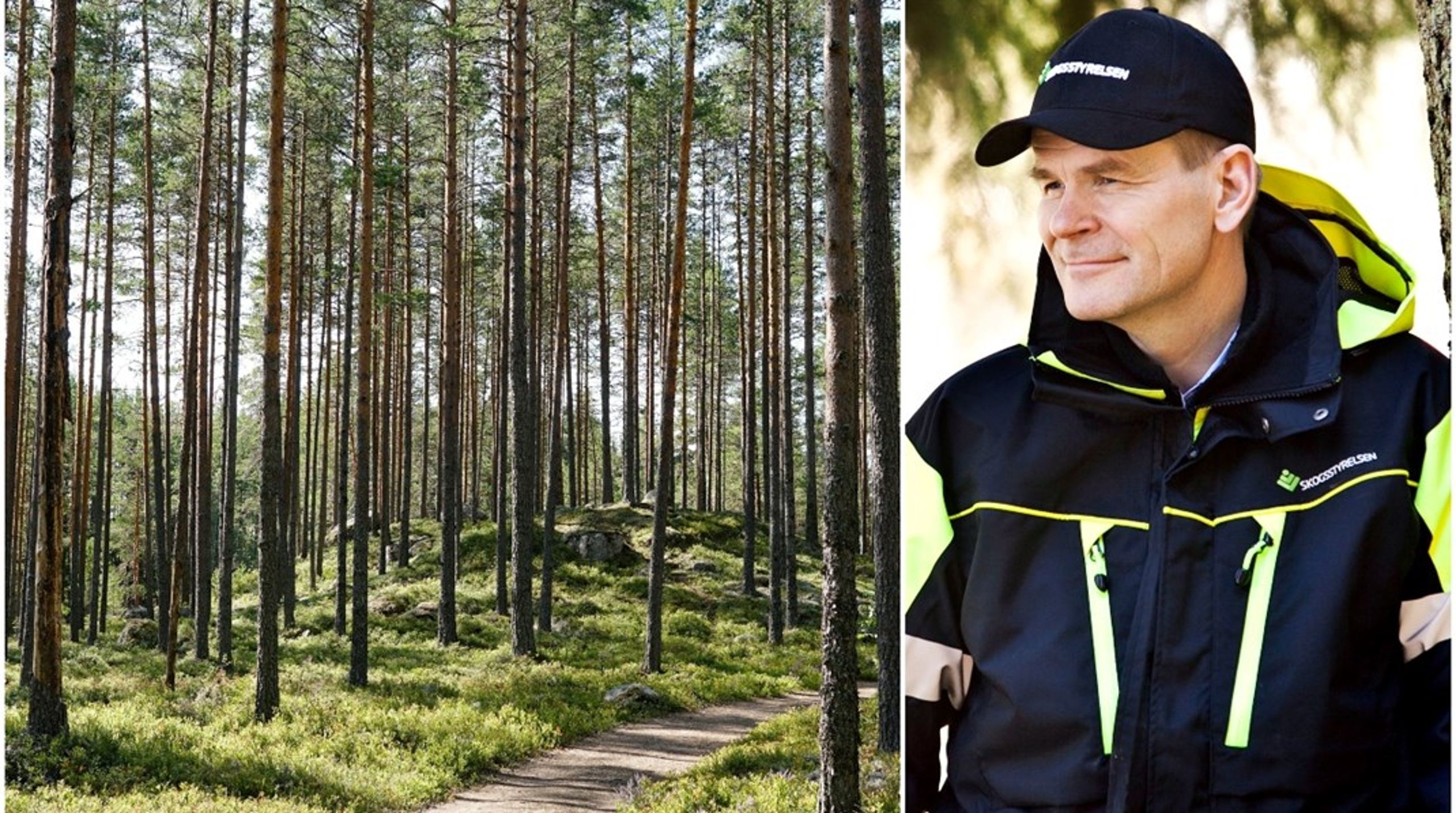 ”Skogsstyrelsens generaldirektör Herman Sundqvist har under sina sex år inom Skogsstyrelsen kraftigt nedmonterat myndighetens naturvårdsarbete vilket skadat myndighetens trovärdighet som opartisk instans.”