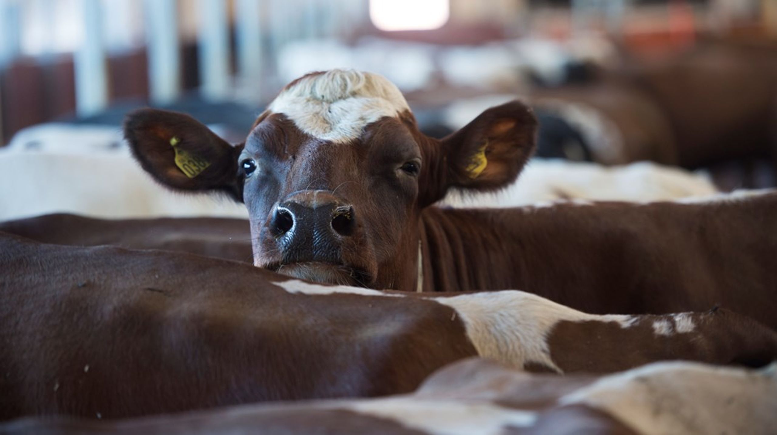 Mjölkgårdar får knappt ihop ekonomin, skriver debattörerna.&nbsp;