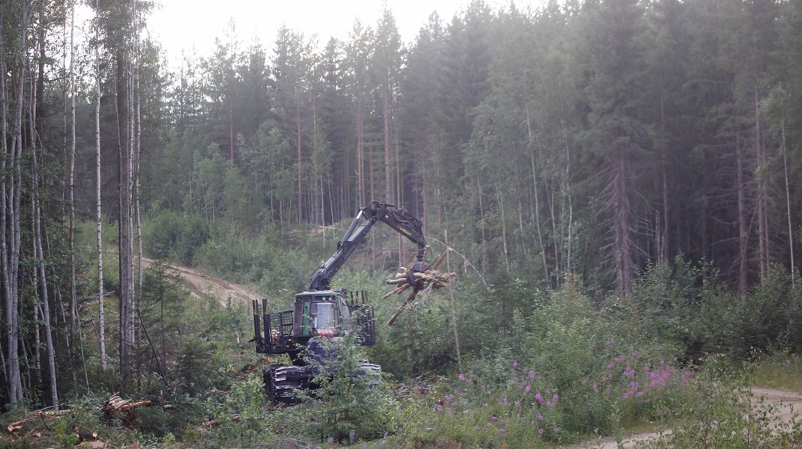 Skogsstyrelsen anser inte att promemorian underbyggt behovet av att införa
skattenedsättningar för skogsbruket för att bibehålla Sveriges konkurrenskraft. Det skriver Skogsstyrelsen i ett remissvar till finansdepartementet.&nbsp;