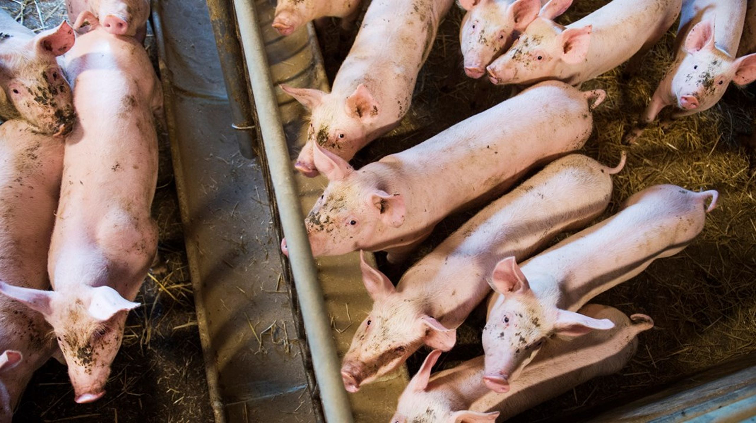 Kommissionen håller en av de mest krisande och förorenande industrierna under armarna när de ger grisköttsindustrin ett stöd på 500 miljoner euro, skriver debattören.