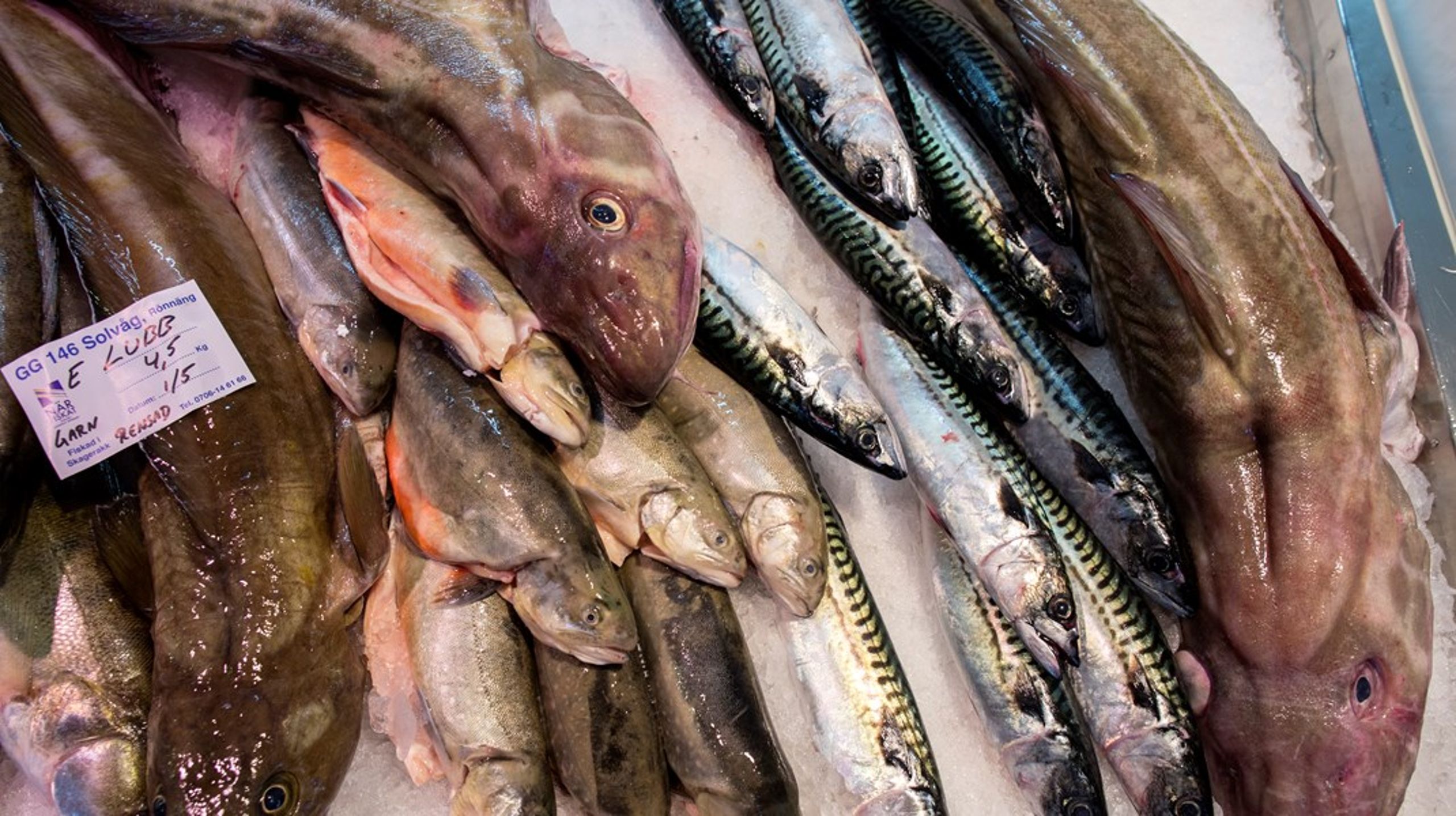 Fiskfångsterna har minskat för kustfiskarna, skriver debattörerna.&nbsp;