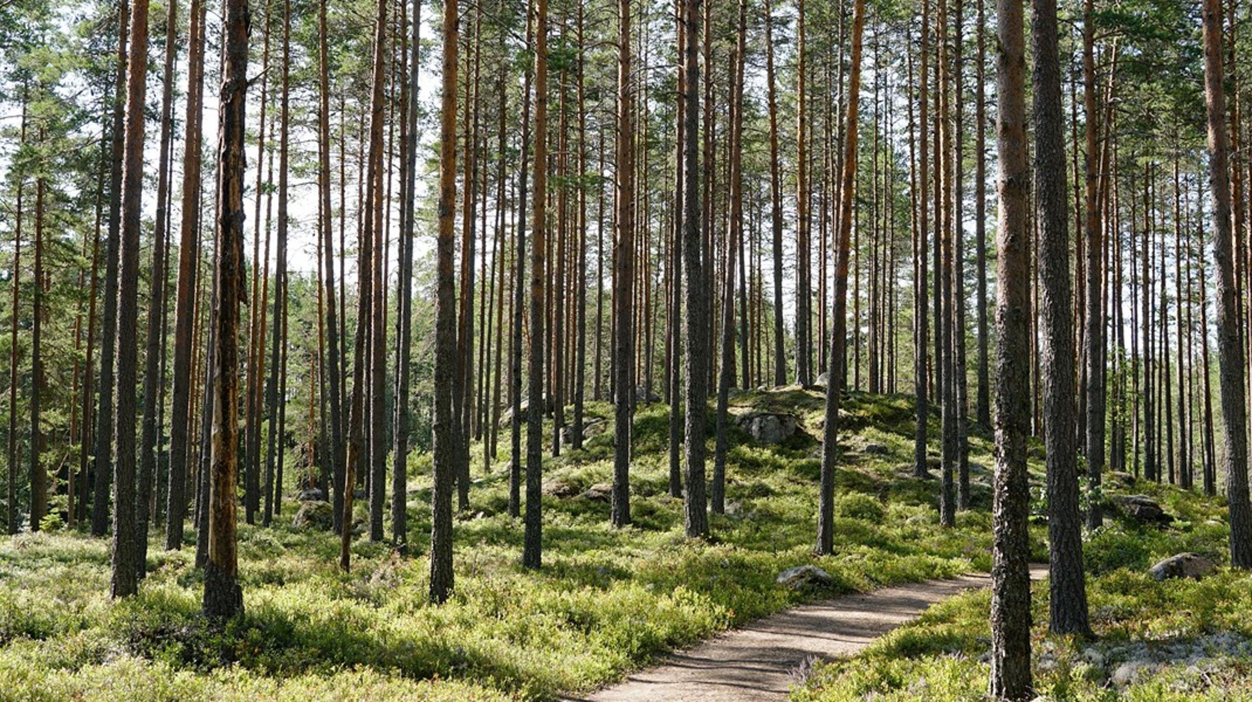 När nu Skogsstyrelsen och Naturvårdsverket ska ta fram nya riktlinjer vill vi påminna om grundlagsskyddet för pågående markanvändning, skriver debattörerna. <br>
