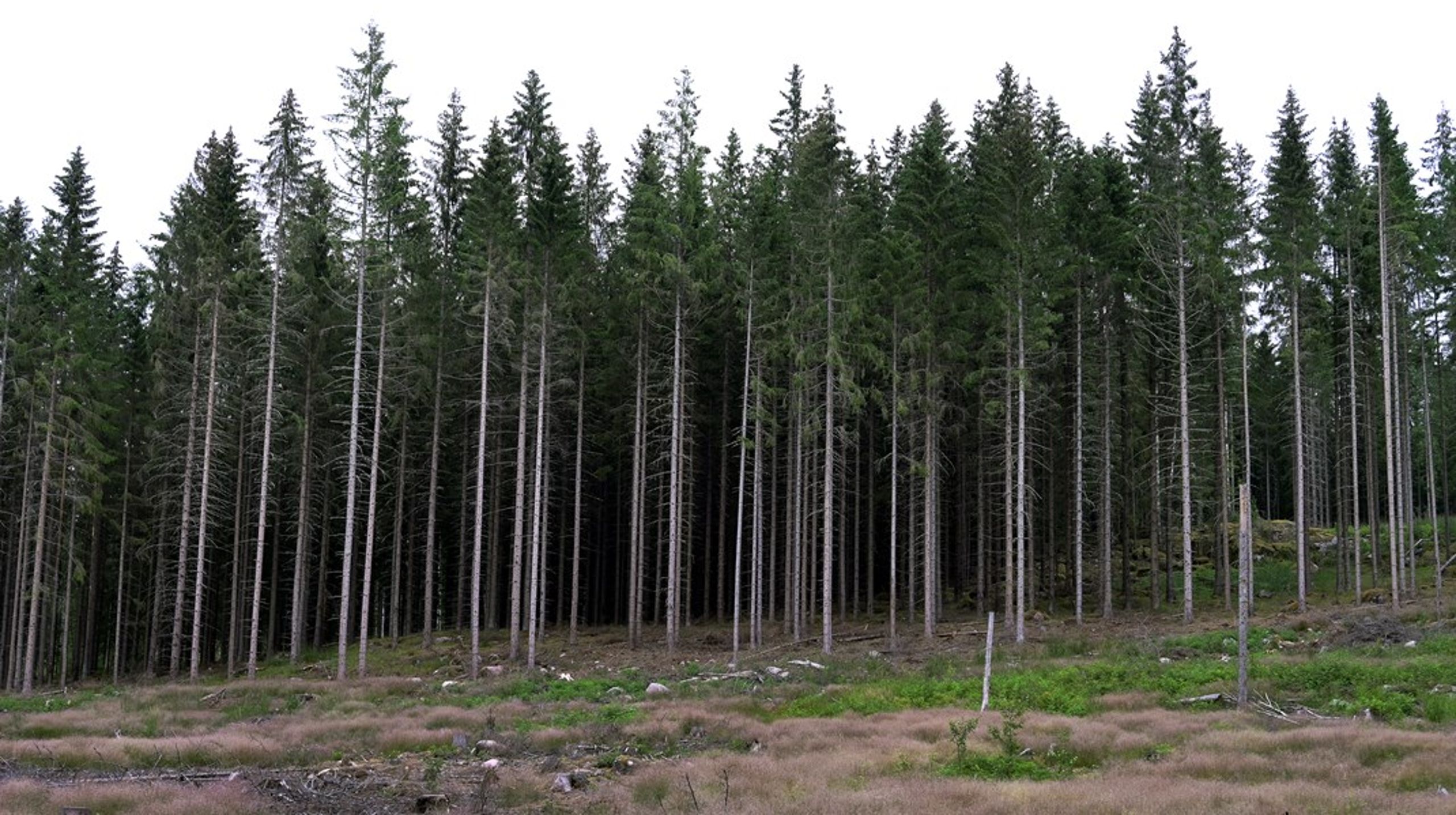 Tillståndet för biologisk mångfald och ekosystem i skogen är allvarligt, skriver debattörerna.