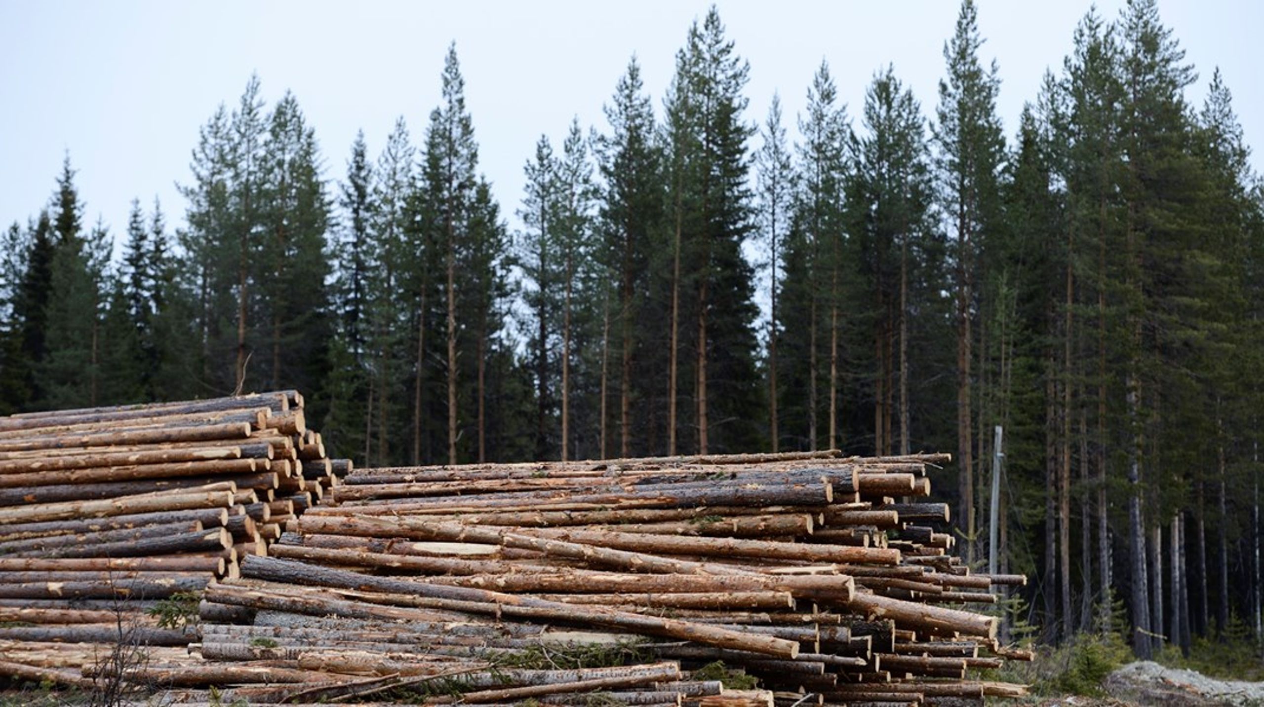 LRF:s undersökning visar att åtta av tio skogsägare är positiva till att själva ta initiativ till att skydda höga naturvärden i skogen ifall en ny skyddsmodell baserad på frivillighet skulle gälla, skriver debattörerna.