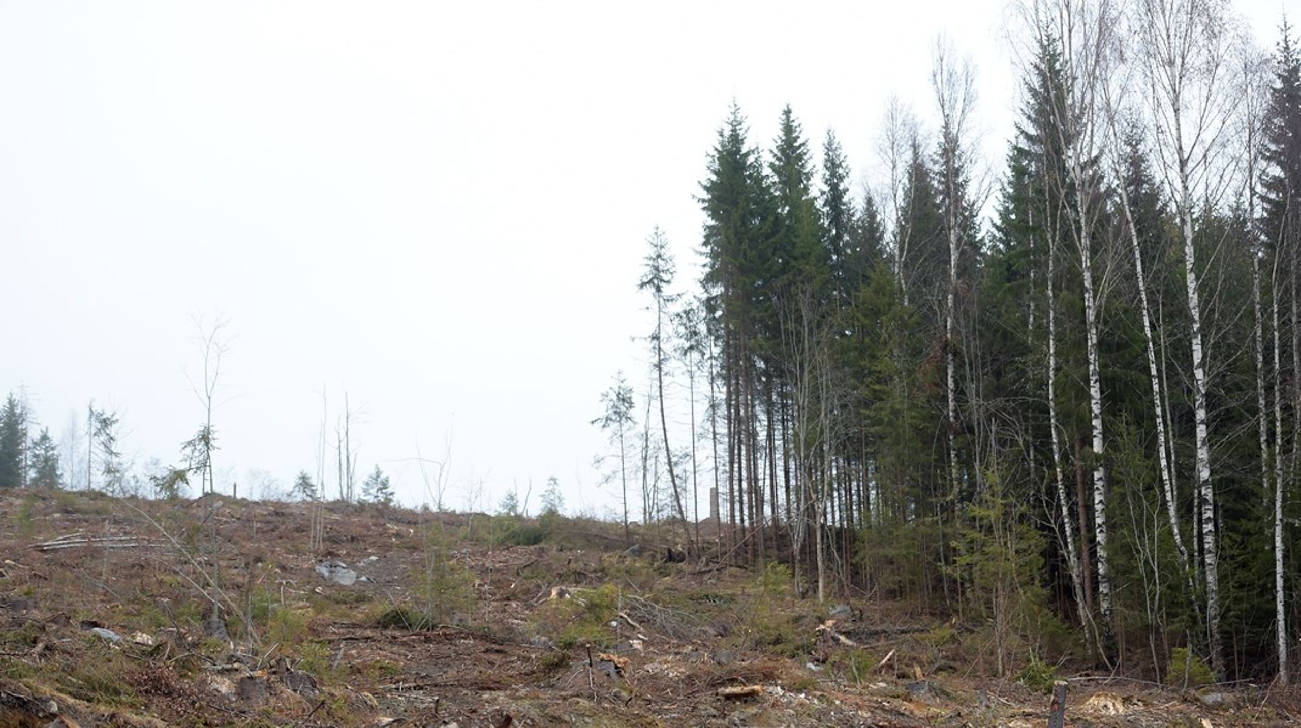 Det finns flera skäl&nbsp;till att ta stor hänsyn vid brukande av skogarna i Norrland, menar debattören.