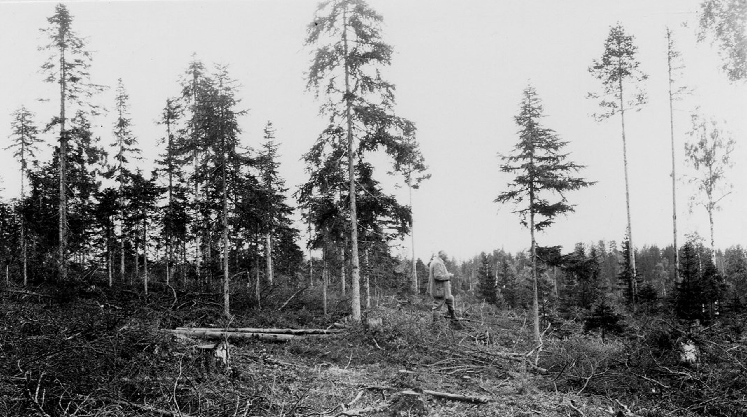 Skog i&nbsp;Västernorrlands län, Anundsjö socken, 1922.