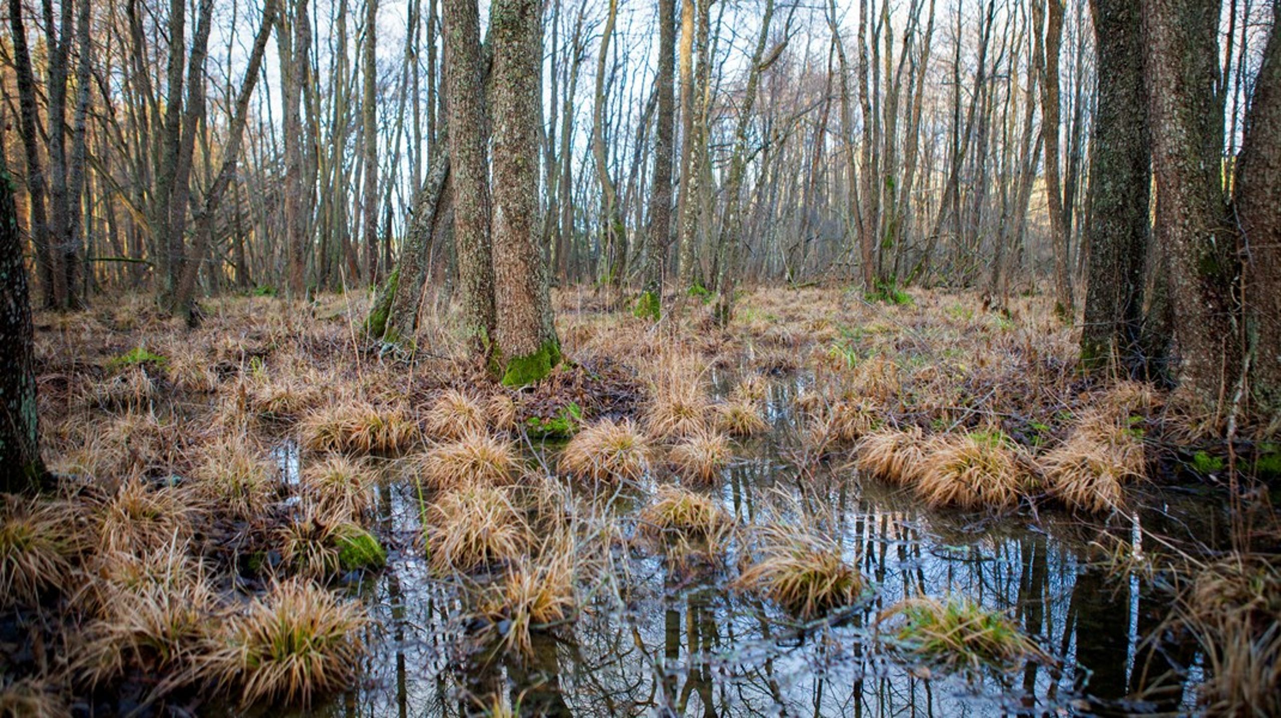 Europas våtmarker behöver skyddas, menar debattörerna.