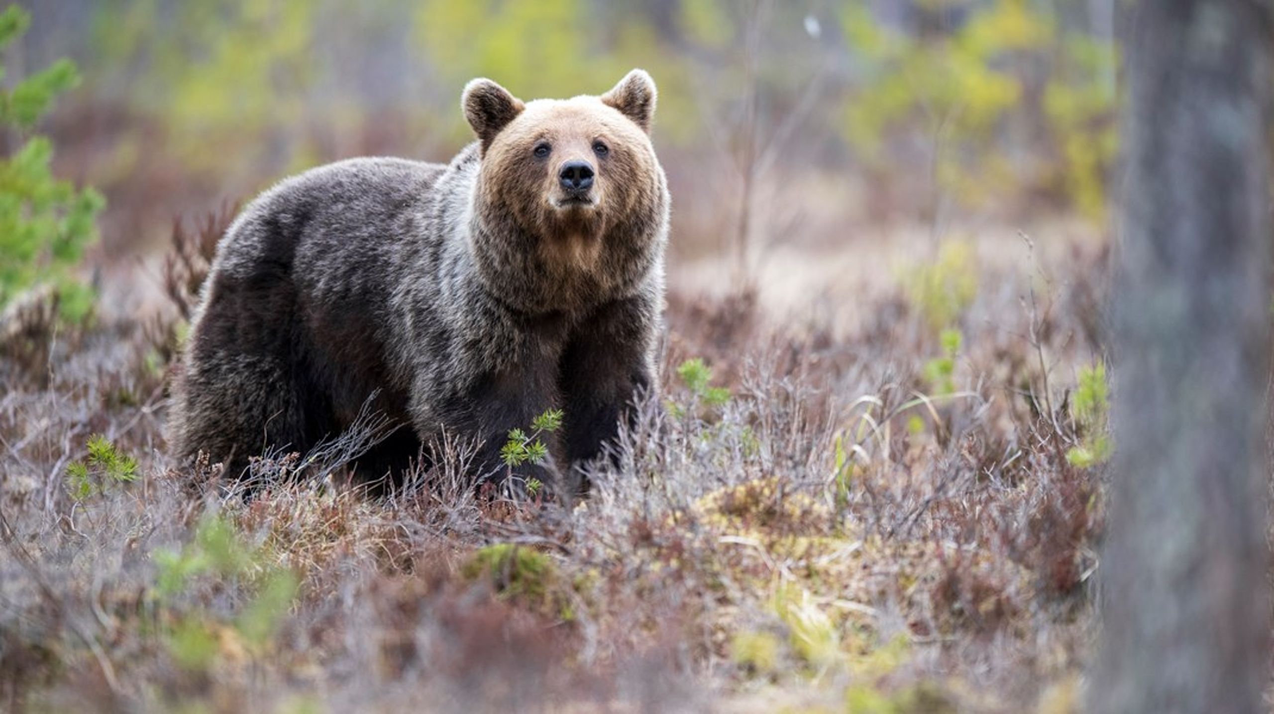 Beslutet om 2021 års licensjakt på björn i Jämtlands län ska prövas i högsta instans, Högsta förvaltningsdomstolen. Björnen på bilden är från ett annat län.