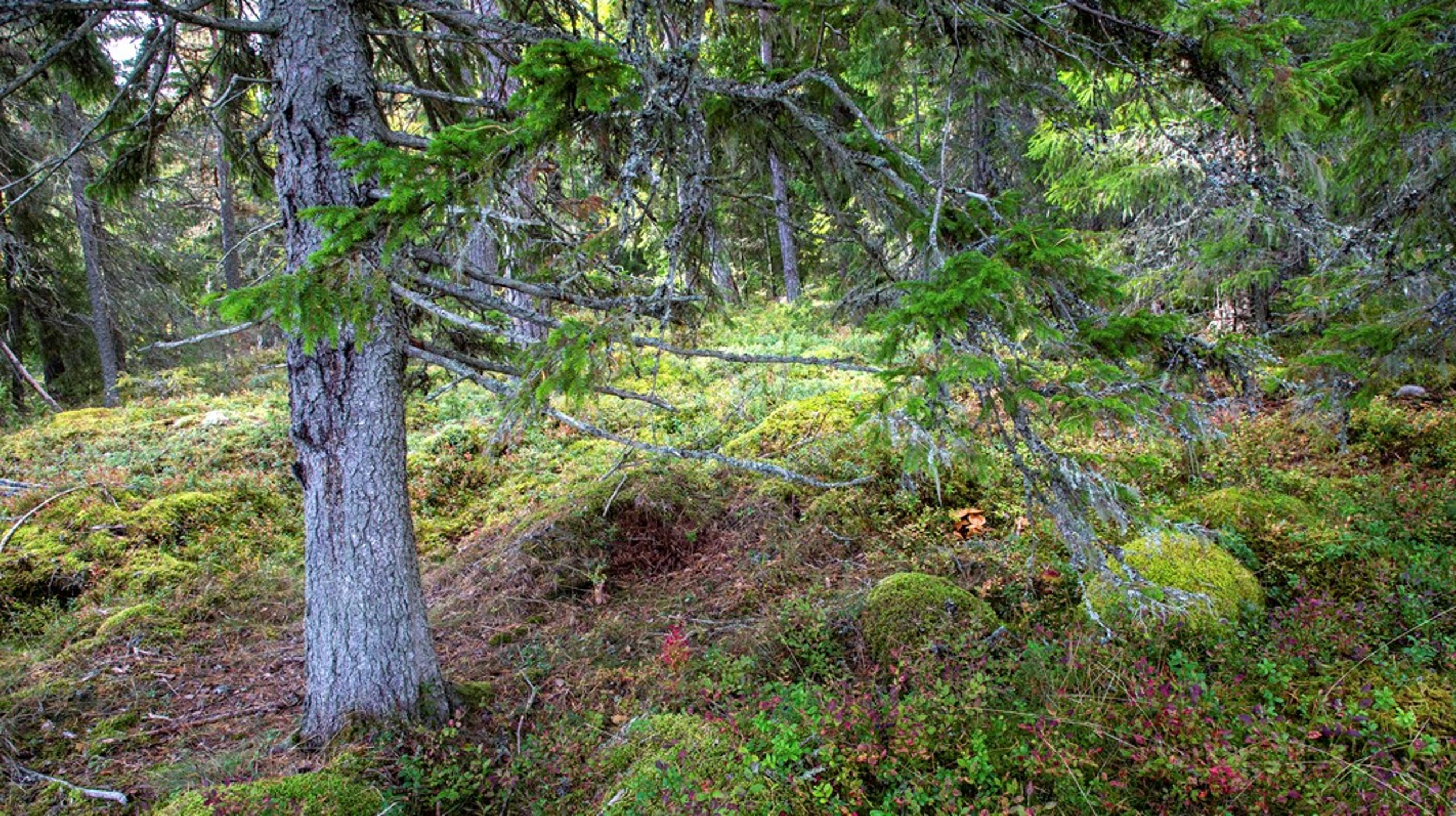 Svenska myndigheter bör
agera så att makten över svenskt skogsbruk stannar i Sverige, anser debattören.