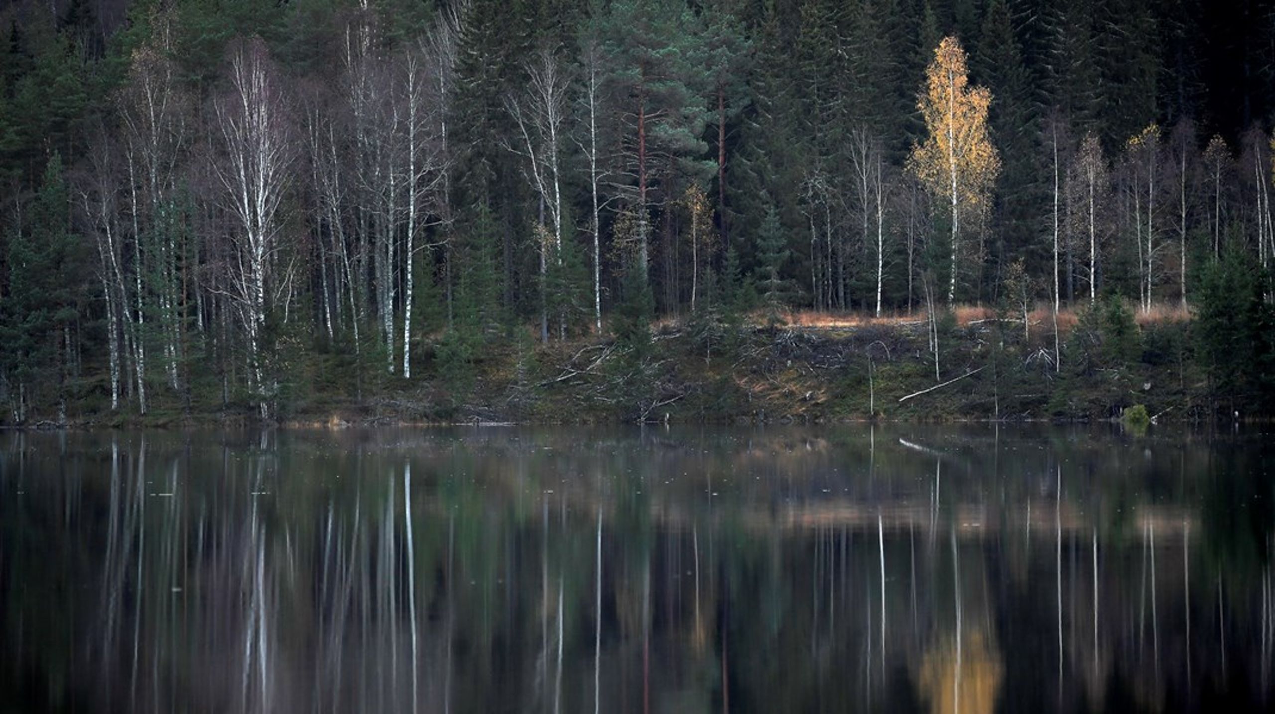 Vi i Sverigedemokraterna har en mer mångfacetterad och mer verklighetsförankrad bild av skogen, skriver debattörerna.