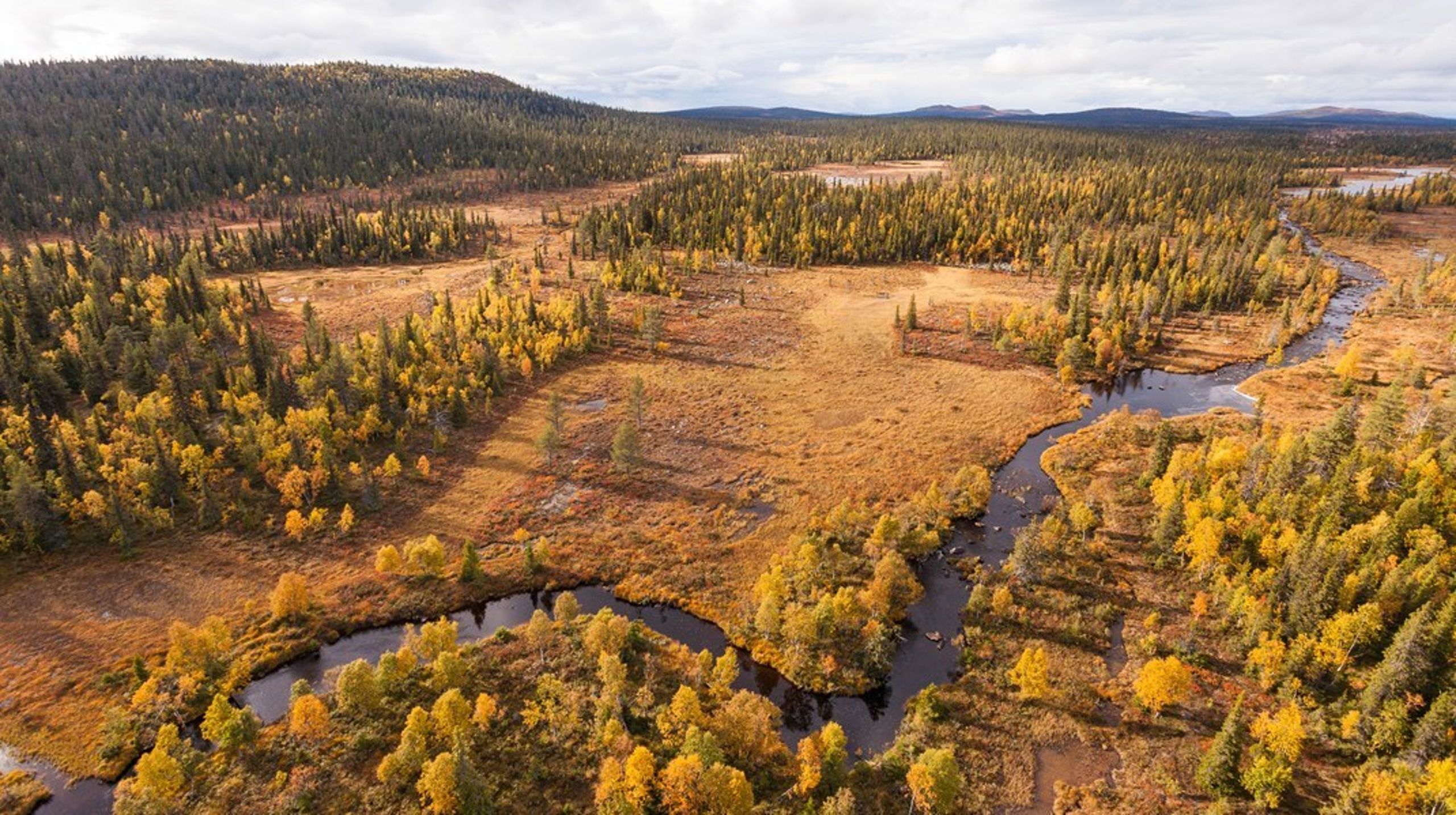 Njallaberget i Arjeplog är ett av de områden med skog som är mellan 150 och 200 år gammal, som ska bli naturreservat i Sverige. <br>