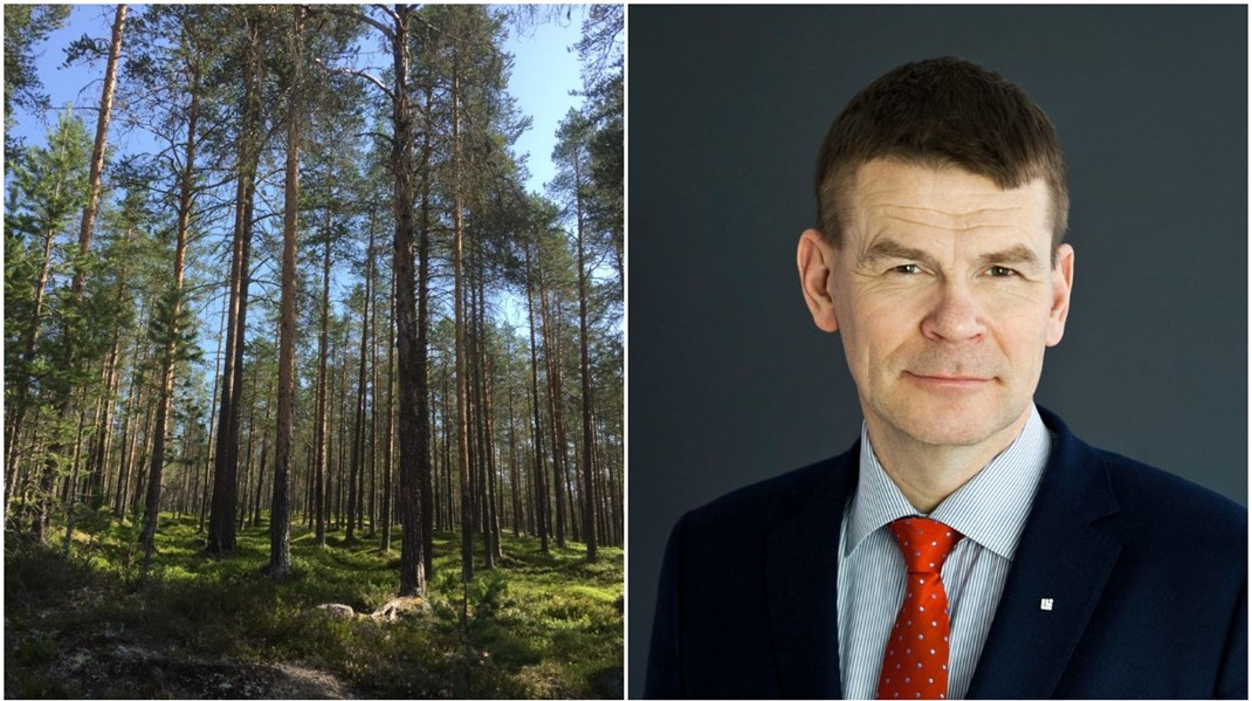 "Vi efterfrågar tydlighet", säger Skogsstyrelsens generaldirektör Herman Sundqvist om den hemställan till regeringen som han har beslutat om.