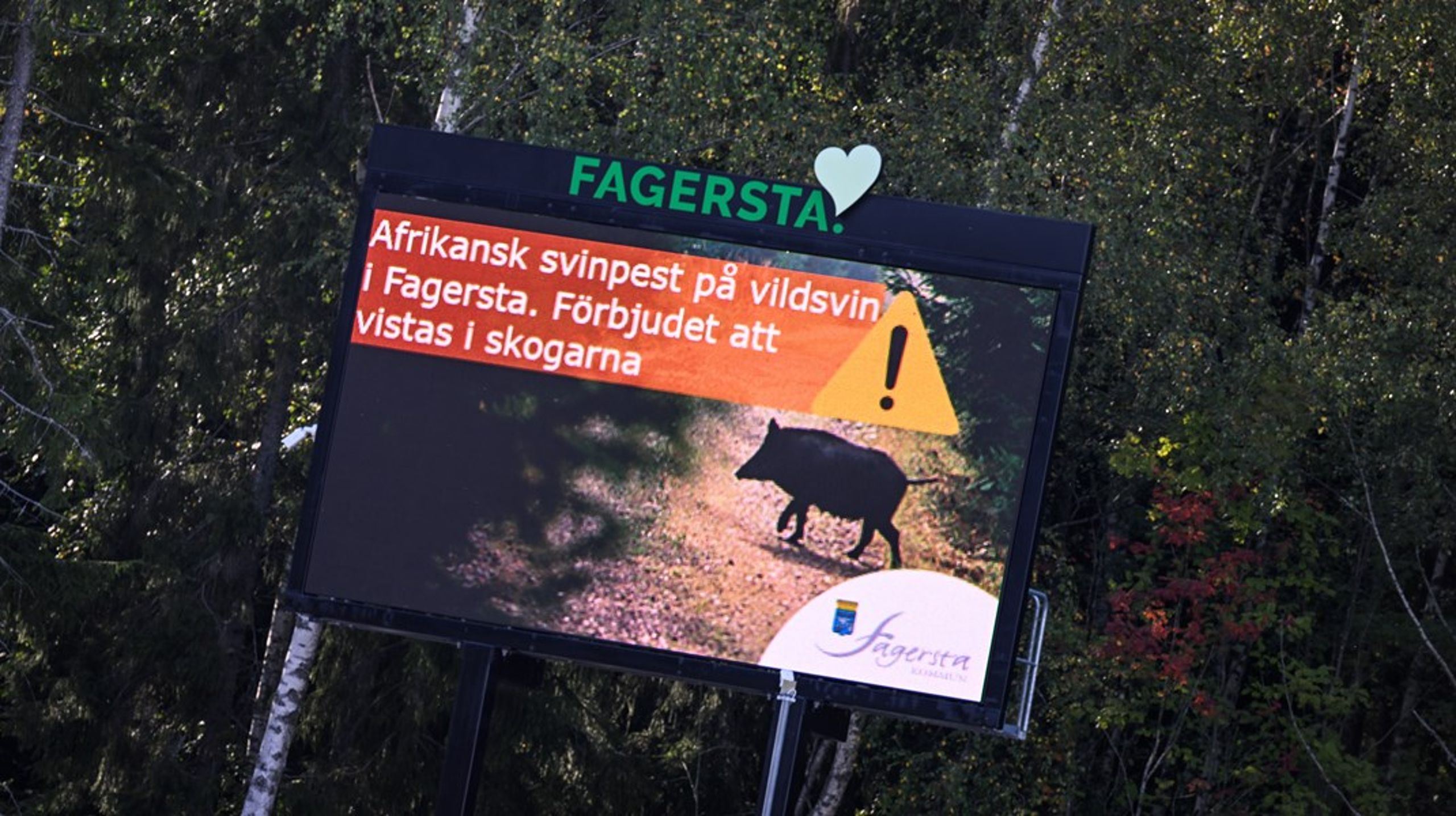 Förekomsten av vildsvin i den svenska naturen måste begränsas, menar debattören.
