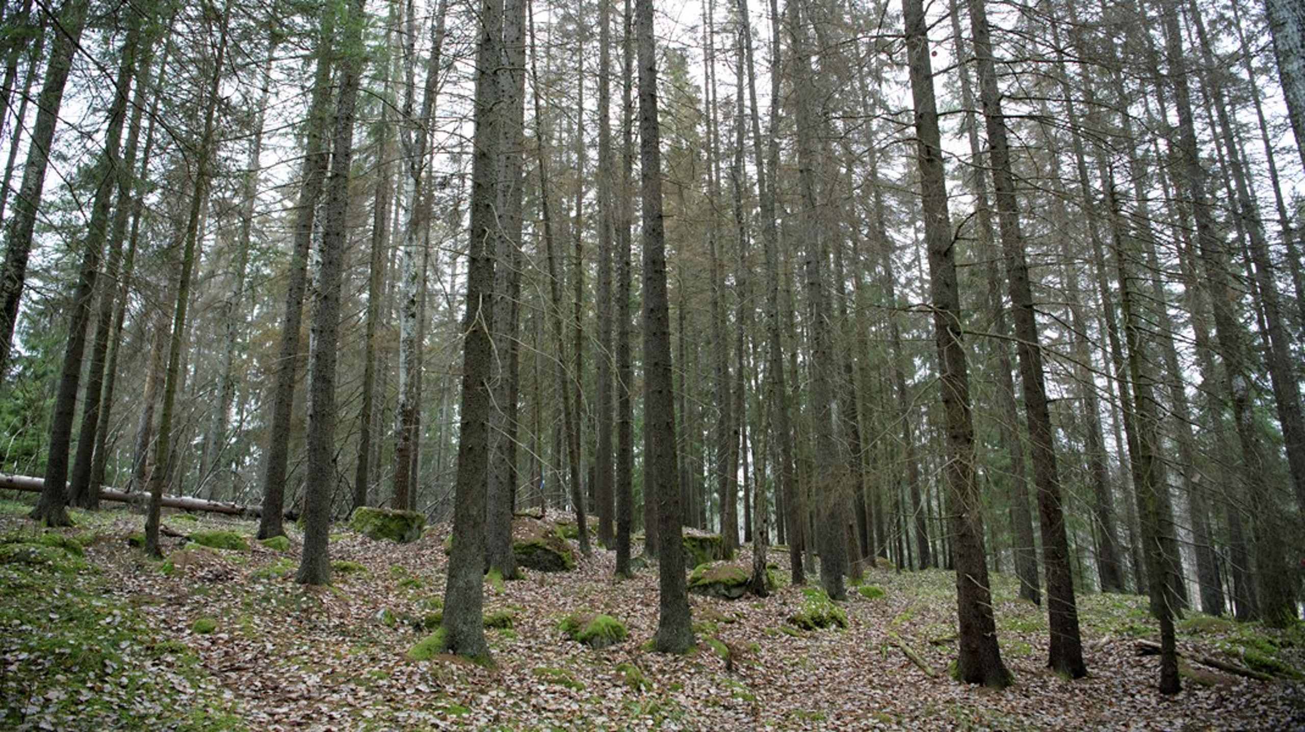 Granbarkborreskadad skog.