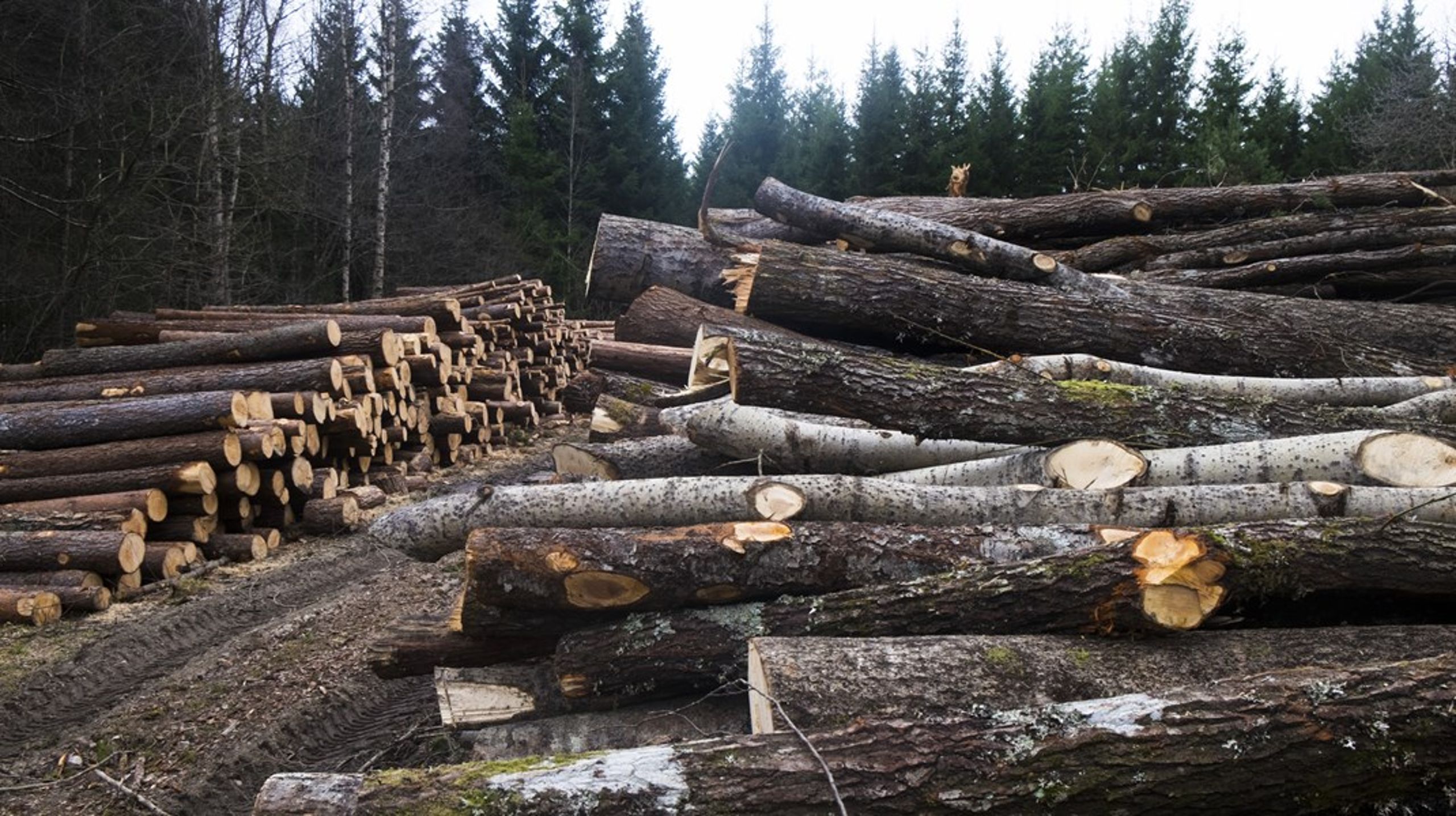 Svenska skogsägare kan behöva begränsa avverkningen av skog framöver.