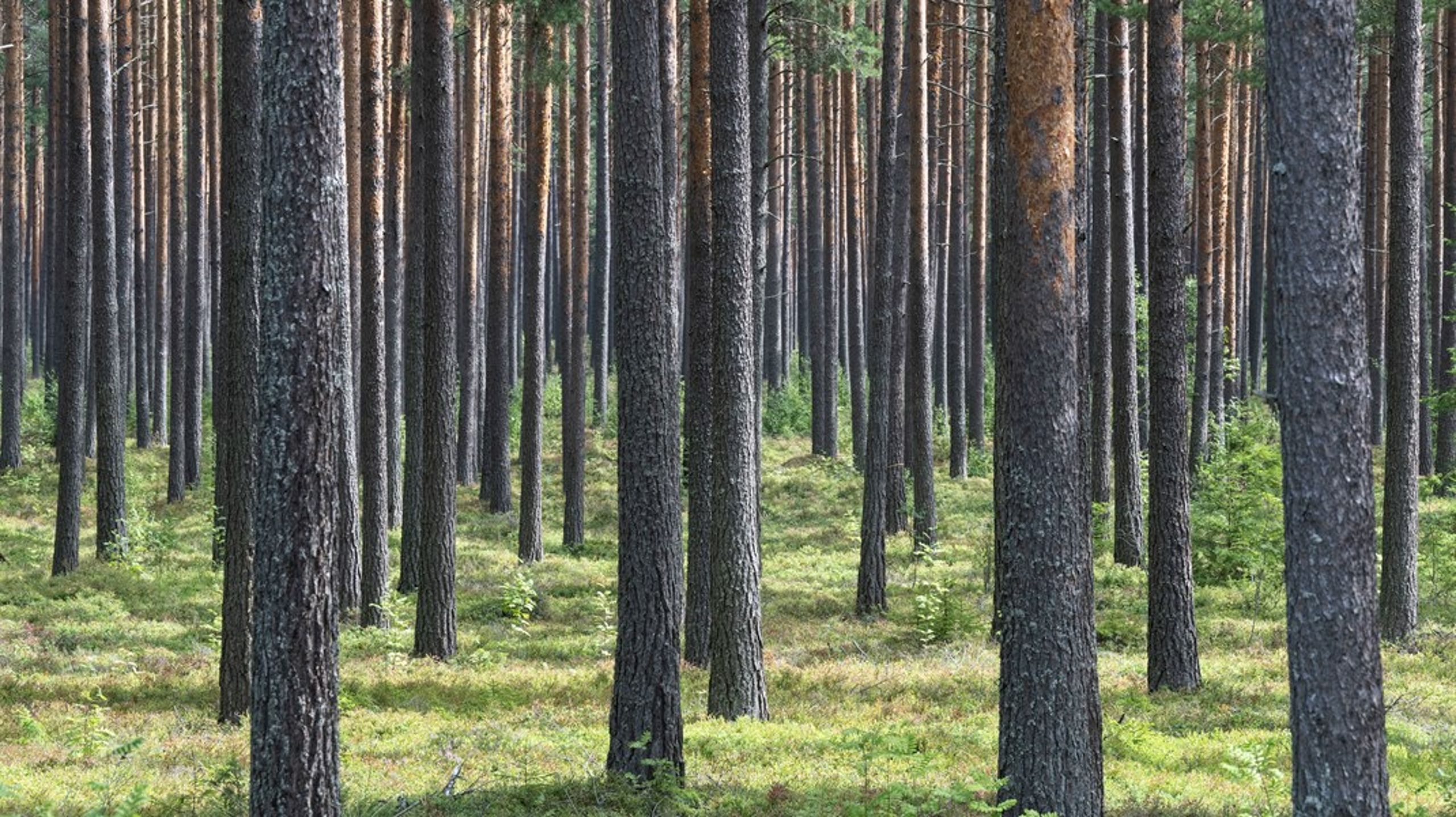 ”Därtill måste regeringen ge kompletterande instruktioner till den nya skogsutredningen att göra sina förslag baserad på just tillgängliga volymer och inget annat”, skriver professor Nilsson.