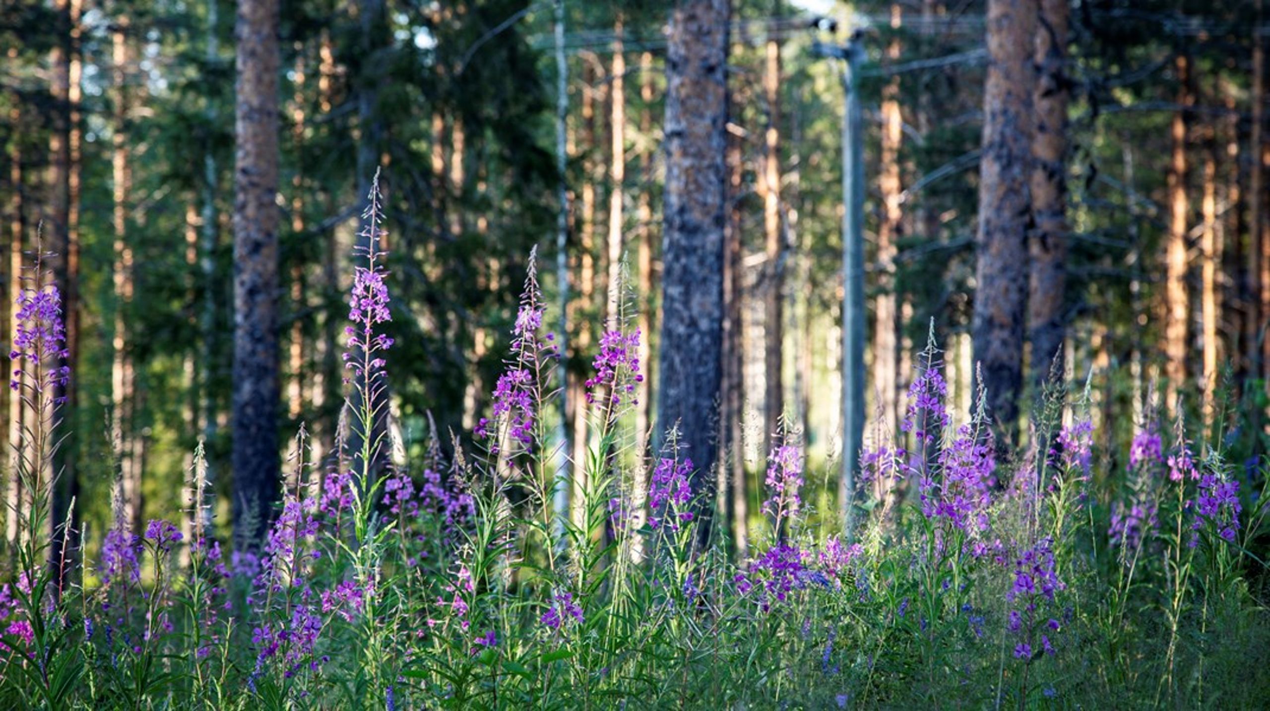 Den pågående utarmningen av den svenska skogen har redan slagit hårt mot naturen, skriver debattören.
