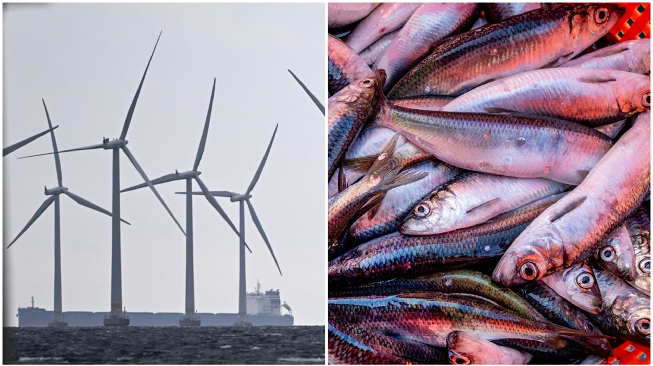 Att beskylla vindkraften för att hota fisket avleder uppmärksamheten från mer pressande frågor som överfiske och miljöförstöring, skriver debattören.