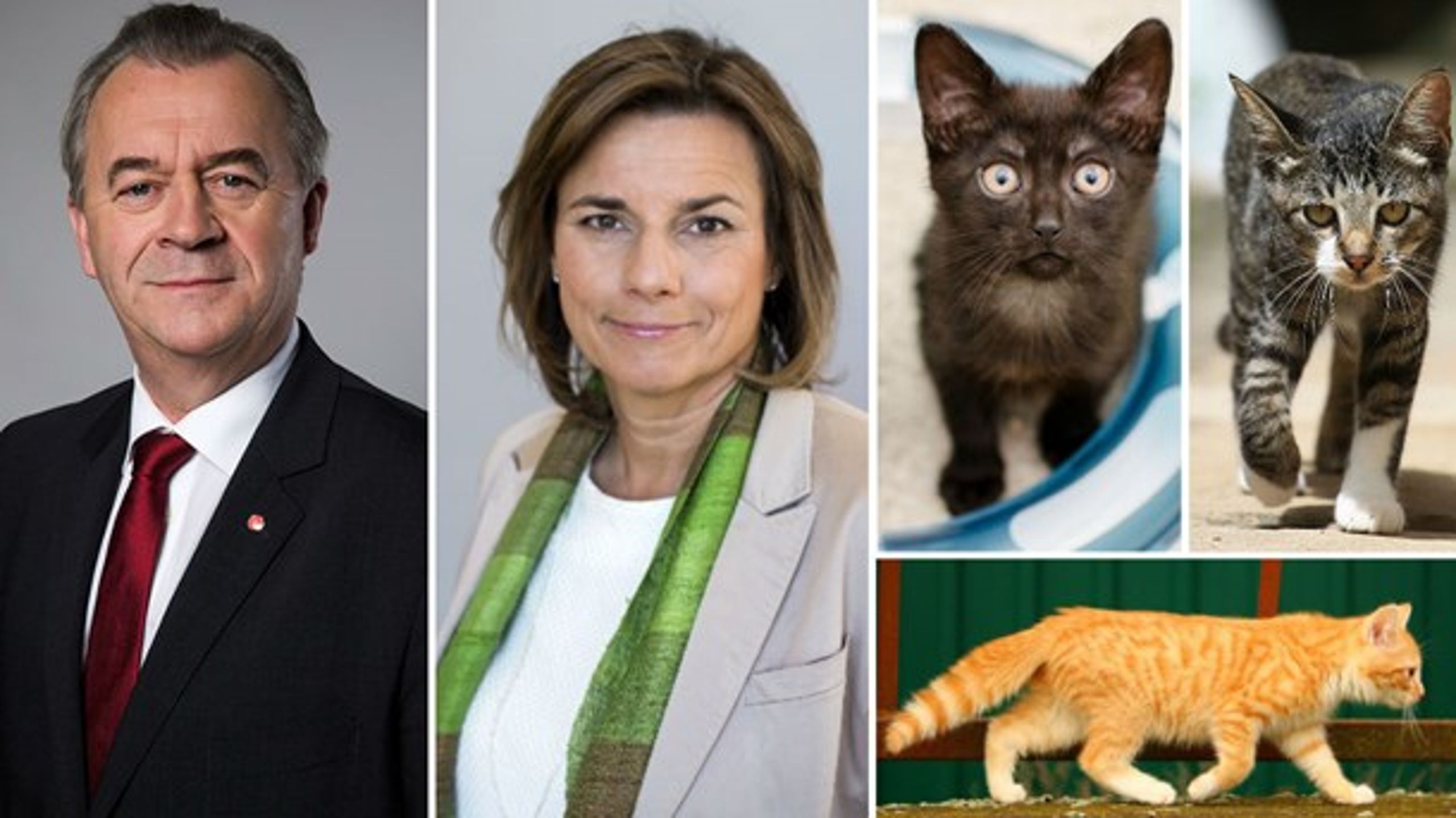 Kattöverenskommelsen.&nbsp;Sven-Erik Bucht och Isabella Lövin&nbsp;valde att lägga stort fokus på kattfrågorna när man på tisdagen meddelade att man nu ska presentera en ny djurskyddslag.