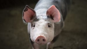 Håller ”fulkött”-skatten för EU-granskning?