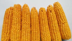 Synen på GMO-odling splittrar S och MP