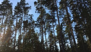 Norrskog: Skogsstyrelsen, storkapitalet och miljörörelsen blundar hårt