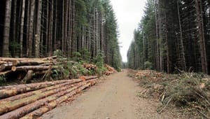 Planen: Sverige backar om skogens klimatbidrag