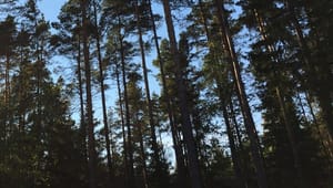 Intern styrelsekritik mot Skogsstyrelsens ledning