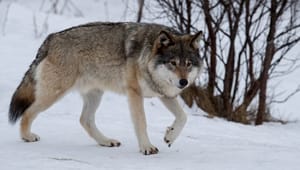 Jägarnas riksförbund: "Nej till frilevande varg i Sverige"