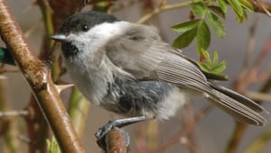 Birdlife: Oroande signaler om minskad mångfald i skogen