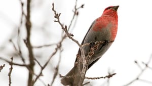 LRF Skogsägarna: Birdlife har selektivt valt ut vissa data