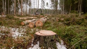 Gröna arbetsgivare: Utan utländsk arbetskraft kan inte skogen avverkas