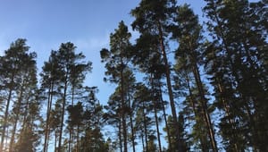 Debatt: Sverige behöver ett klimatmål för skogen 