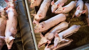 Segerlind (V): Stoppa djurtransporterna mellan länder