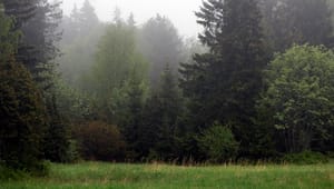Efter 18 år – riksdagen granskar statliga skogsförsäljningar