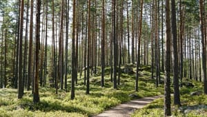 Debatt: Regeringen måste ta ett helhetsgrepp om statens skogar