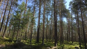 "Skogsbranschen måste börjar ta sitt producentansvar på allvar"