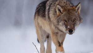 Genetiskt värdefull varg skjuten utanför Kiruna