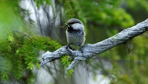 Birdlife: "Långsiktigt skydd av unika naturskogar kräver vilja och samarbete"