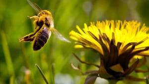 L: Sätt fokus på habitat för pollinerande insekter
