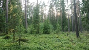 Behåll skrivningarna om naturnära skogsbruk i EU:s nya regelverk