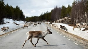 Den gröna omställningen hotar den samiska kulturen