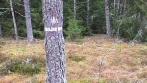 C:s skogsbudget synkar inte med regeringens
