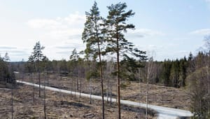 Replik: Det går inte att trolla bort helheten av skogsbrukets klimatnytta
