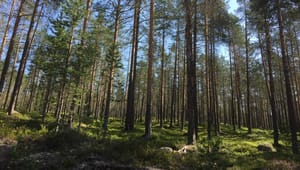 Drygt 40 anmälningar mot SVT:s skogsprogram