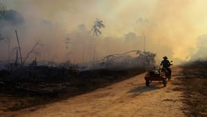 Avskogningsförslag välkomnas brett: Rätt väg